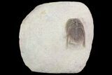 Leonaspis Trilobite - Beautiful Prep #75474-1